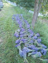 piante di lavanda