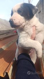 Cane miticcio