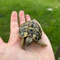 Tartarughe di terra 3 - 4 anni cites C