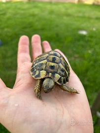 Tartarughe di terra 3 - 4 anni cites C