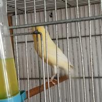 Canarino maschio giallo