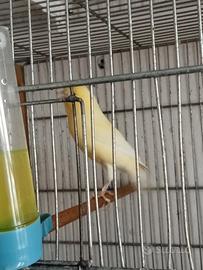 Canarino maschio giallo