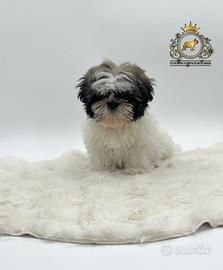 Magnifici cuccioli Shih Tzu