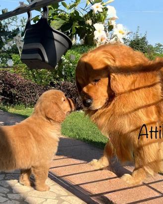 Golden Retriever AMERICANA