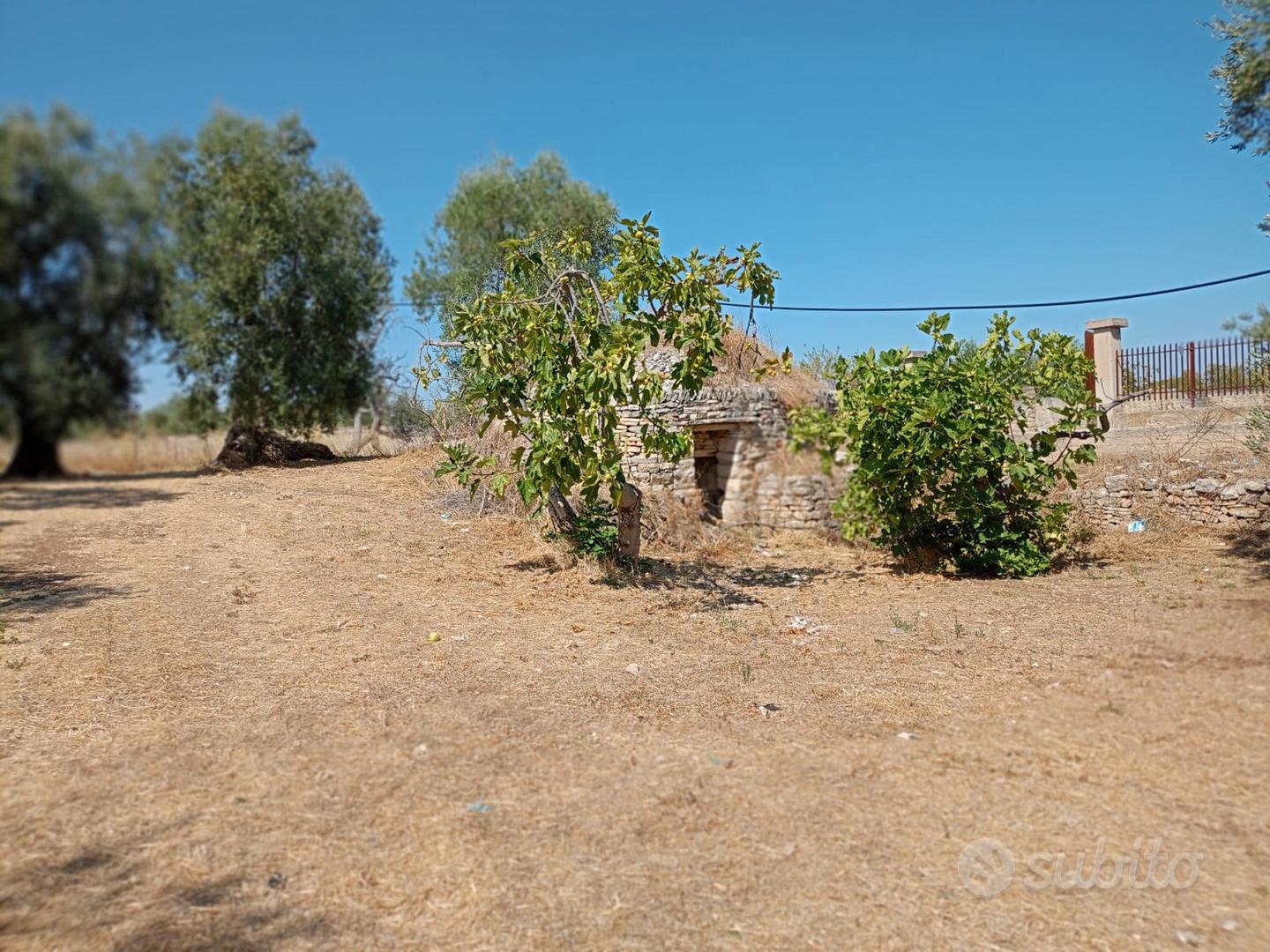 TERRENO OLIVETO SP2 (Terlizzi-Ruvo di Puglia) - Vista 4
