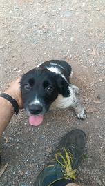Cucciola springer spaniel con pedigree