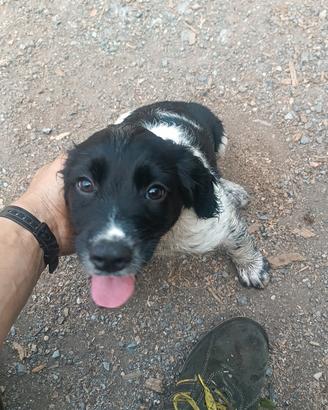 Cucciola springer spaniel con pedigree