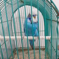 Cocorite inglesi selezionate