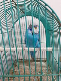 Cocorite inglesi selezionate