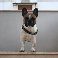 Bouldog francese per monta