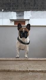 Bouldog francese per monta