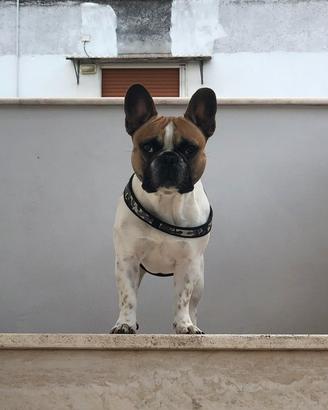 Bouldog francese per monta