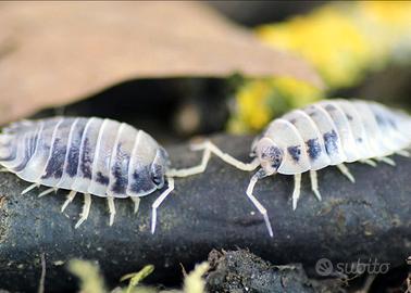 Isopodi onischi collemboli
