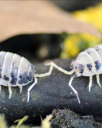 Isopodi onischi collemboli