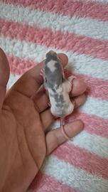 Cuccioli diRatto domestico