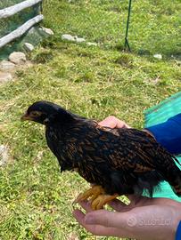 Barnevelder razza pura femmine