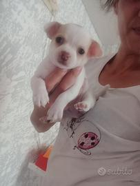 Cucciolo di chihuahua