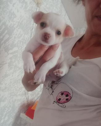 Cucciolo di chihuahua