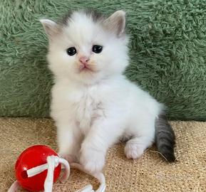 Gattino persiano  maschio 