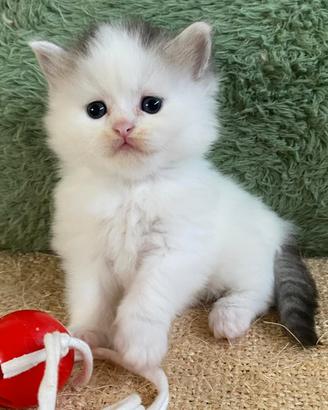 Gattino persiano  maschio 