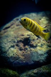 Ciclidi Malawi Mbuna