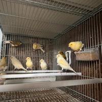 Canarini anellati FOI 2025