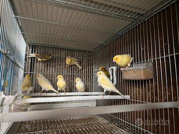 Canarini anellati FOI 2025