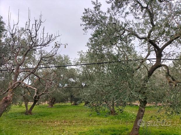 Terreno in agro bitonto FH5612