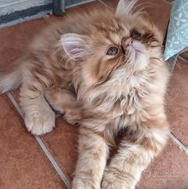Gattina persiano