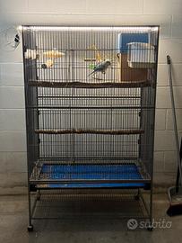 Pappagalli parrocchetti monaci