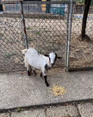 Capretto nano tibetano