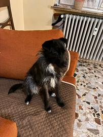 Cane piccola taglia