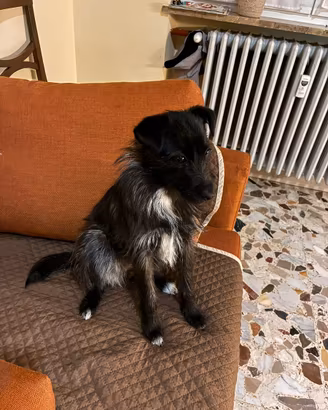 Cane piccola taglia