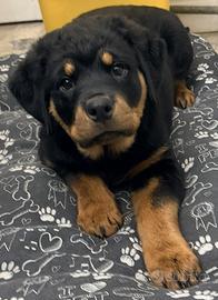 CUCCIOLO ROTTWEILER FEMMINA CON PEDIGREE 2 mesi