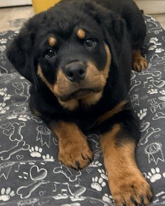CUCCIOLO ROTTWEILER FEMMINA CON PEDIGREE 2 mesi