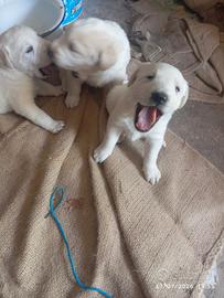 cuccioli dolci