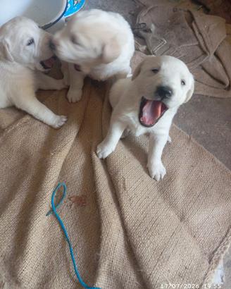 cuccioli dolci