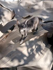Gattina