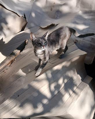 Gattina