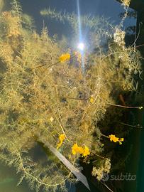 Pianta acquatica carnivora
