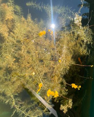 Pianta acquatica carnivora