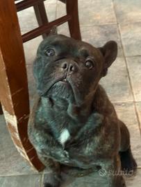 Bulldog francese