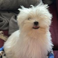 Maltese