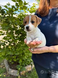 Cuccioli jack russell terrier