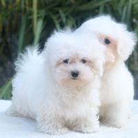 Cuccioli di maltese