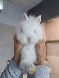Coniglio nano testa di leone