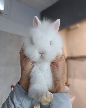 Coniglio nano testa di leone