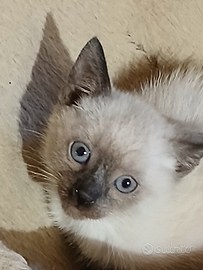 Gattini ( simil siamesi ) siamesi