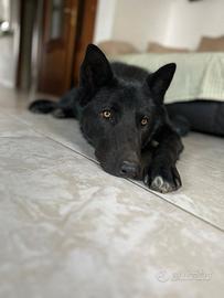 Cane lupo americano