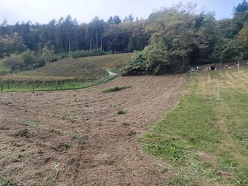Terreno agricolo